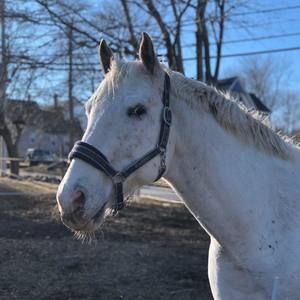 Meet your Posher, Lily